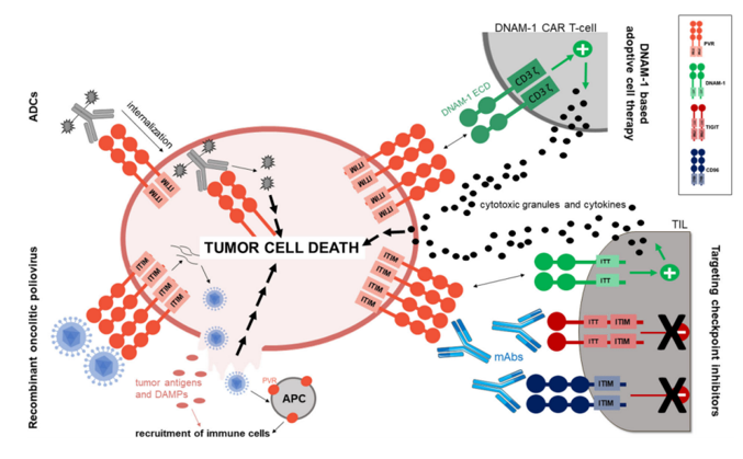 Anti-tumor approaches targeting PVR and its receptors.