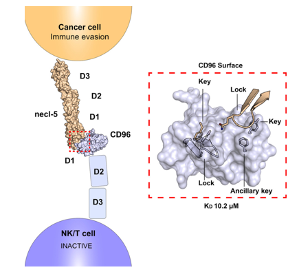 Interaction between CD96 immune receptor with nectin-like protein-5, CD155. 