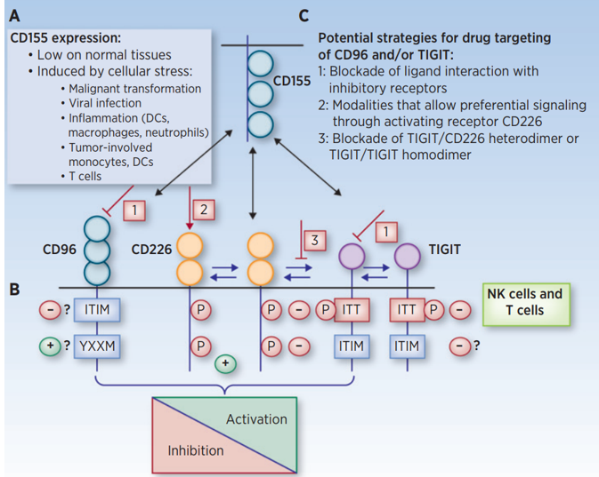 The signaling pathway of CD96.