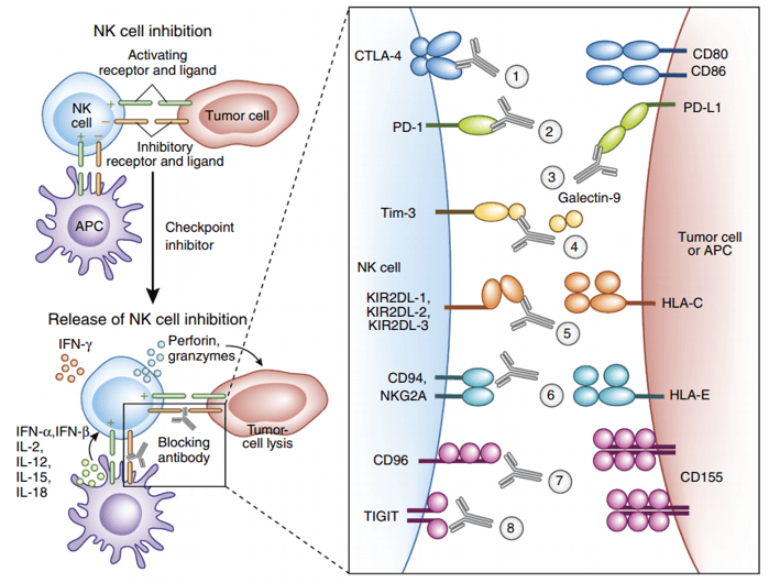 Checkpoint inhibitors that ‘release’ NK cell functions, such as anti-CD96 mAb.