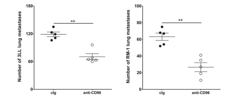 Anti-CD96 Monoclonal Antibody Program