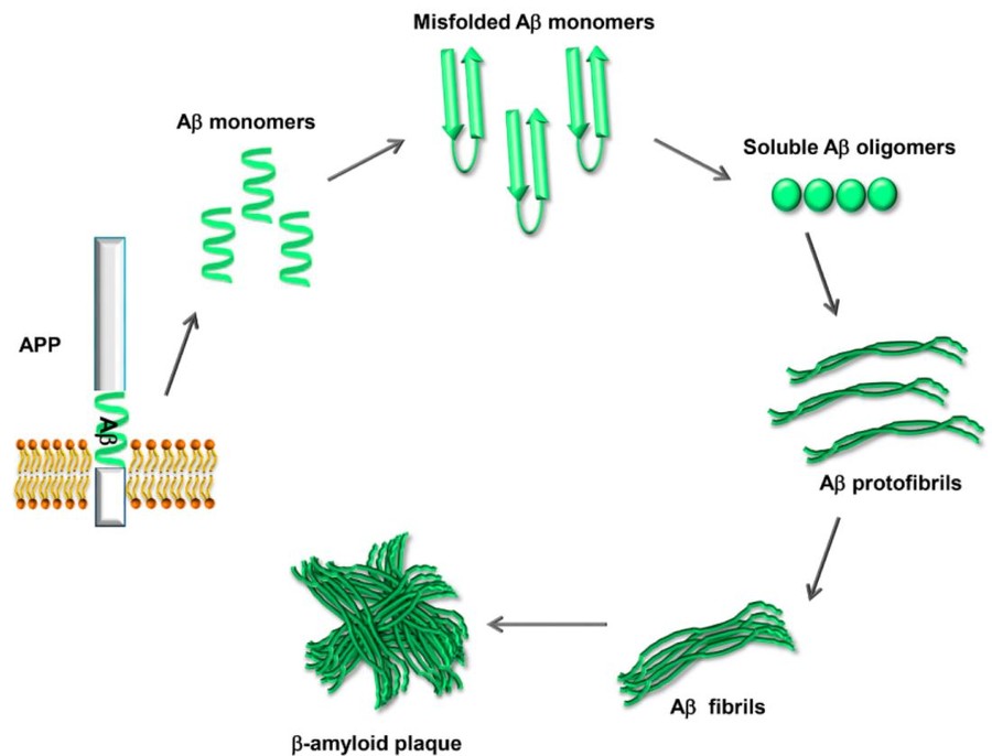 The process of Aβ plaque deposition.