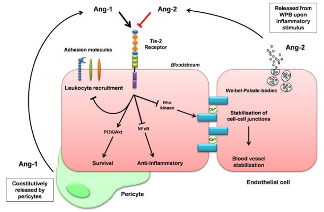 The Angiopoietin-Tie2 ligand-receptor system. 