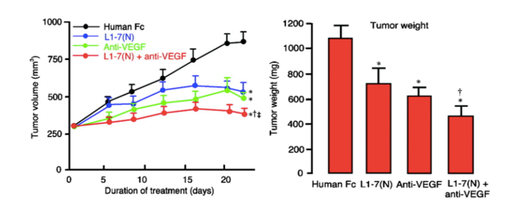 Anti-Ang2 Therapeutic Monoclonal Antibody Program