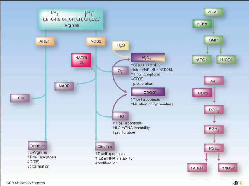 Fig.1 Schema of ARG1 and NOS2 metabolic pathways. (Talmadge, 2007)