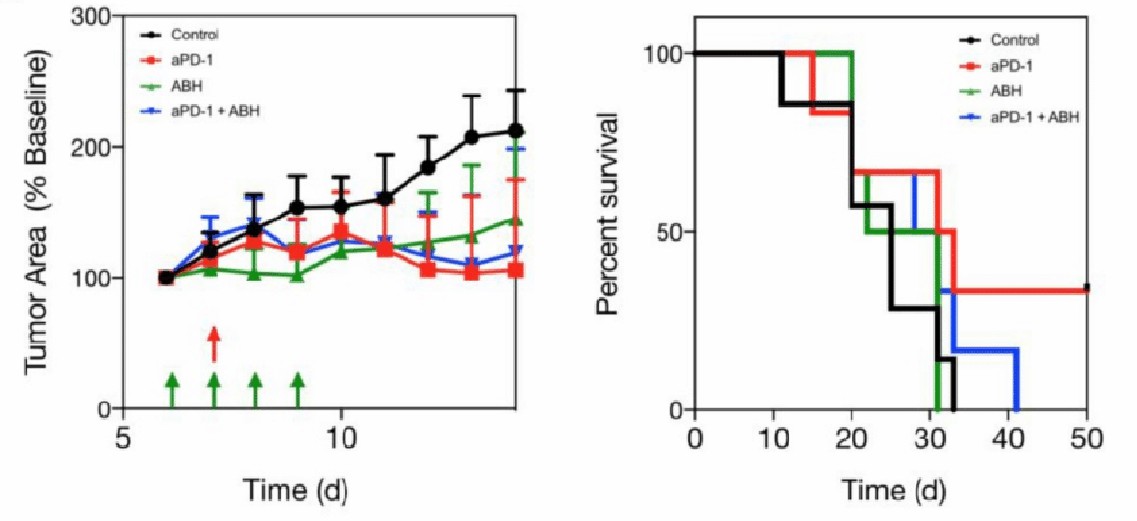 Fig.3 Arg1 inhibition in combination with aPD-1 therapy. (Sean, et al., 2018)