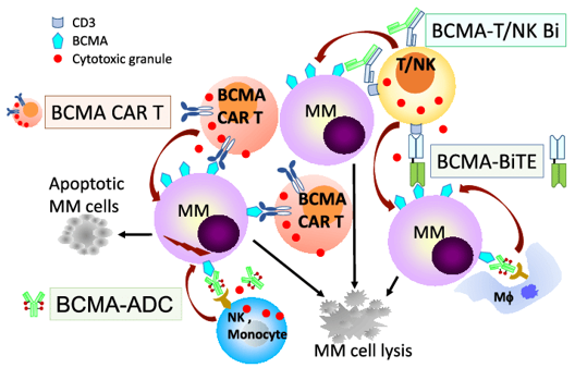 BCMA-based immunotherapies with multiple mechanisms of action against MM. 