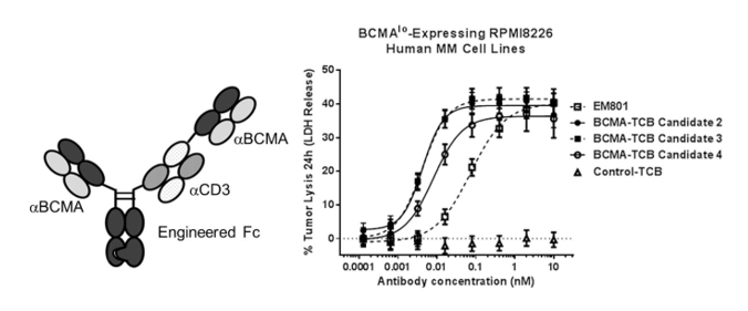 Anti-BCMA × CD3 Therapeutic Bispecific Antibody Program