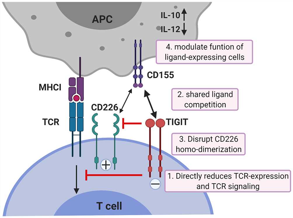 TIGIT (VSTM3)/CD226 pathway.