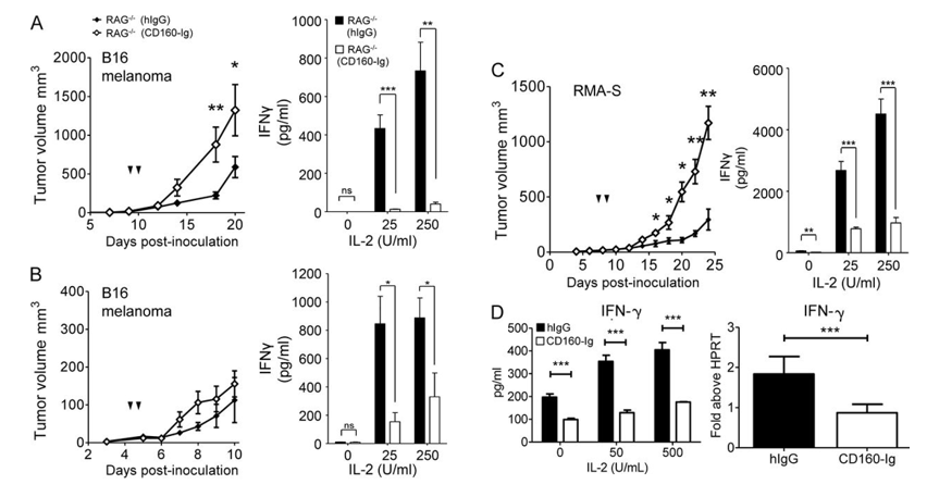 CD160 functionally regulates the NK response to tumor.