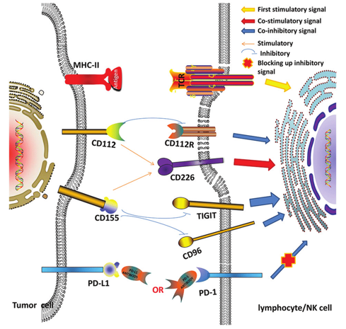 Association among co-stimulatory (CD226), co-inhibitory (PD-1, TIGIT, CD96, and CD112R) molecules, and their ligands (PD-L1, CD112 and CD155) in the tumor microenvironment.