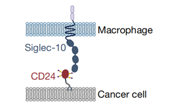 Schematic-depicting interactions between macrophage expressed Siglec-10 and CD24 as it is found in cancer cells.