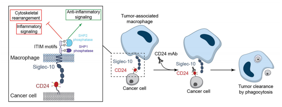 Anti-CD24 monoclonal antibodies promote phagocytic clearance of cancer cells over time.