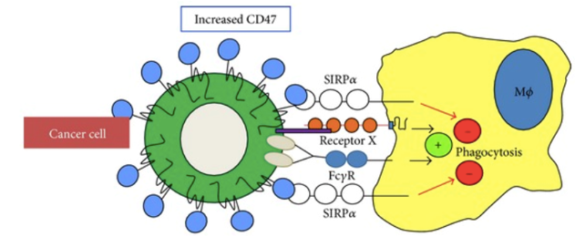 CD47 regulates phagocytosis of host cells by interacting with SIRPα.