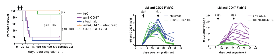 Anti-CD47 × CD20 Therapeutic Bispecific Antibody Program