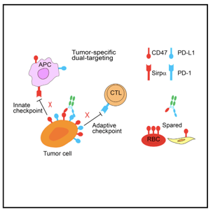 Anti-CD47 × PD-L1 Therapeutic Bispecific Antibody Program