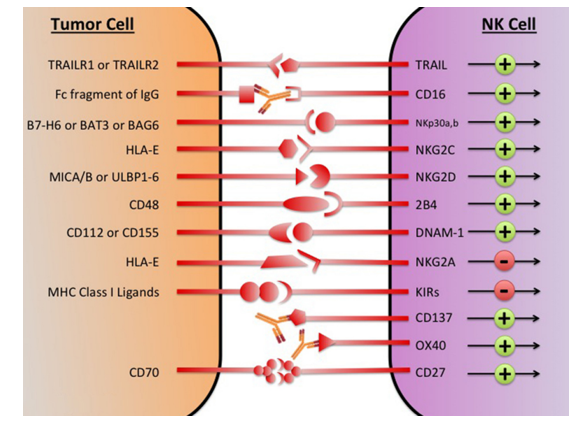 Fig.1 The major NK cell receptors that are potential immunotherapeutic targets. (Chester, et al., 2013)