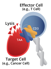 Anti-CDH3 × CD3 Bispecific DART Protein Program 