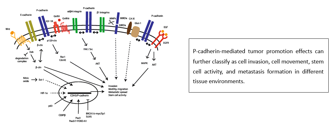 P-cadherin signaling pathways in the malignant setting.