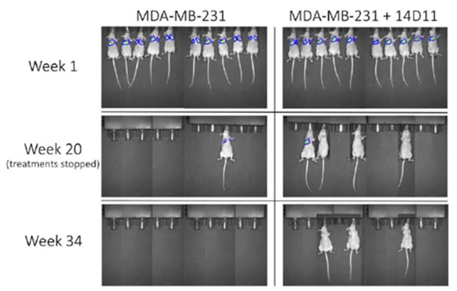 Therapeutic inhibition of galectin-3 in vivo.
