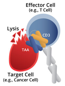 Anti-GPA33 × CD3 Bispecific DART Protein Program 