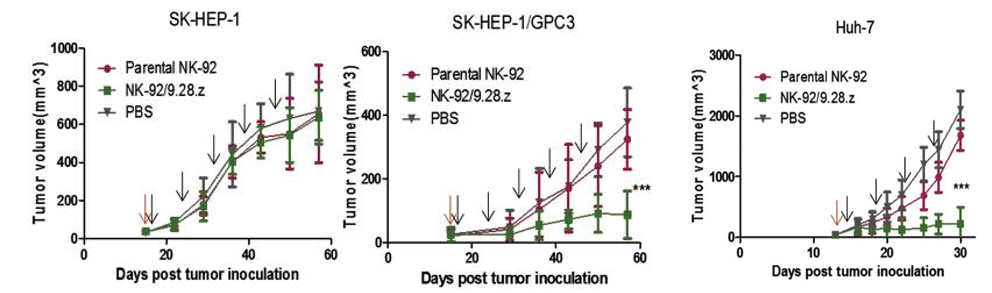 Anti-GPC3 Therapeutic CAR-NK Cell Program