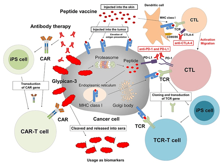 Cancer immunotherapy targeting GPC3.