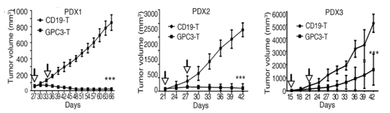 Anti-GPC3 Therapeutic CAR-T Cell Program