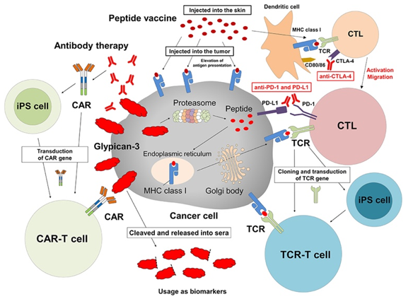 Cancer immunotherapy targeting GPC3.
