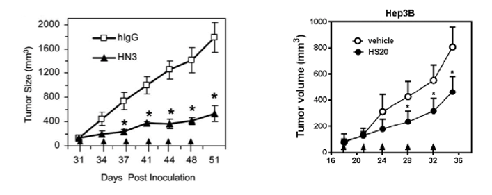 Anti-GPC3 Therapeutic Monoclonal Antibody Program