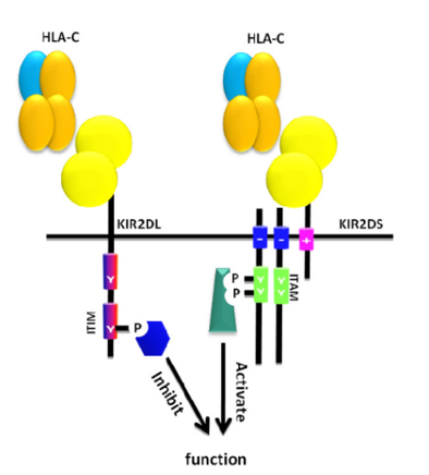 Fig.1 Inhibition and activation of NK cells mediated by KIR2DL and KIR2DS. (Laperrousaz, et al., 2012)