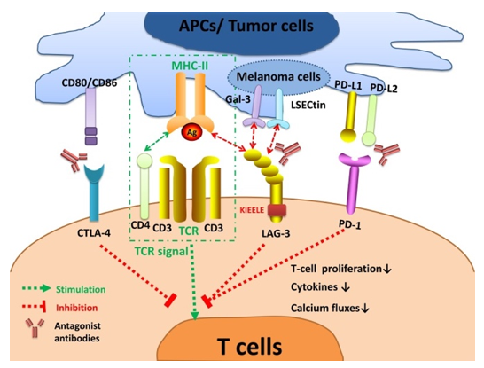 LAG-3 signaling and interaction with other immune checkpoints.