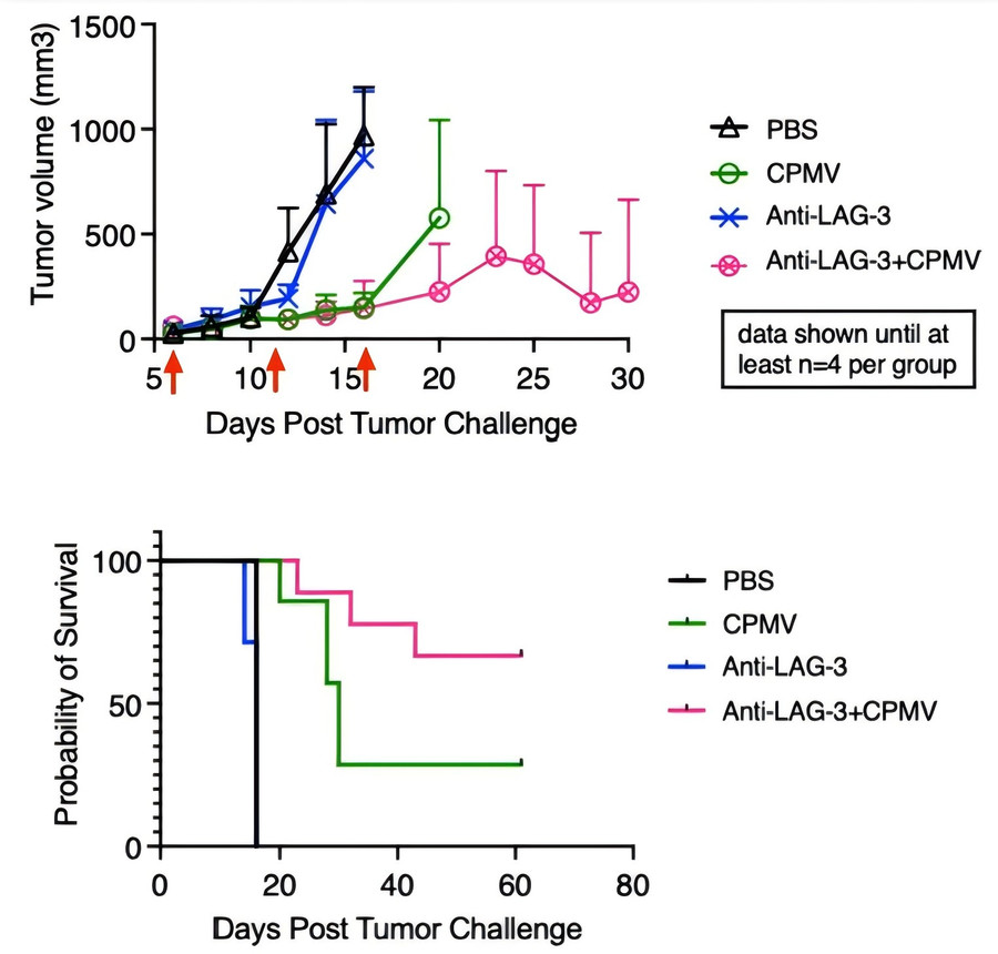 Anti-LAG-3 treatment.