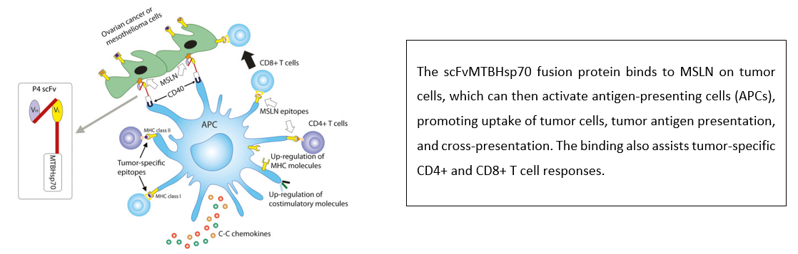 Anti-MSLN Therapeutic Fusion Protein Program