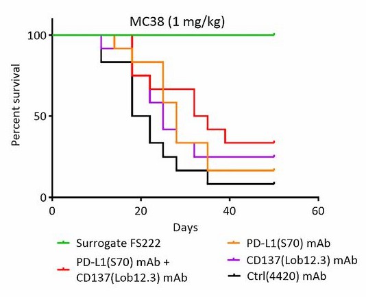 Anti-PD-L1 × 4-1BB Therapeutic Bispecific Antibody Program