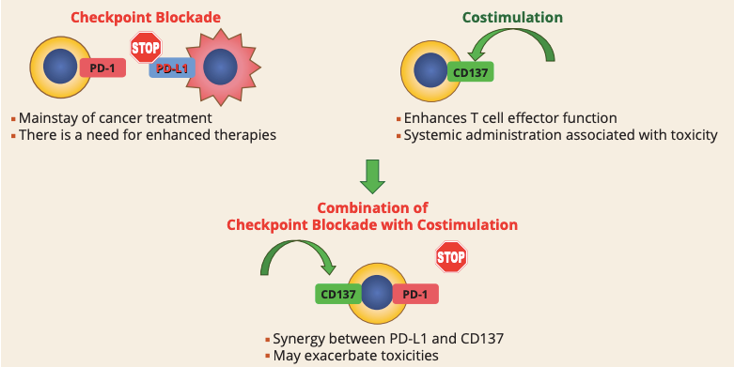 Anti-PD-L1 × 4-1BB Therapeutic Bispecific DART Program