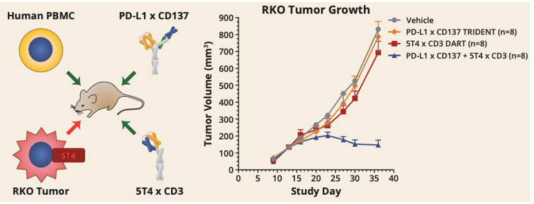 Anti-PD-L1 × 4-1BB Therapeutic Bispecific DART Program