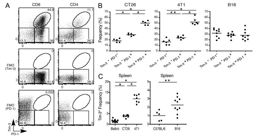 Anti-PD1 × TIM3 Bispecific Antibody Program