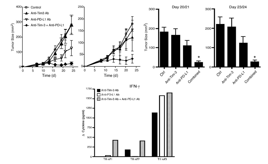 Anti-PD1 × TIM3 Bispecific Antibody Program
