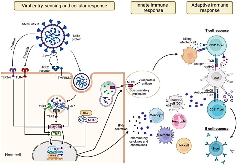 Immune responses induced by SARS-CoV-2 infection.