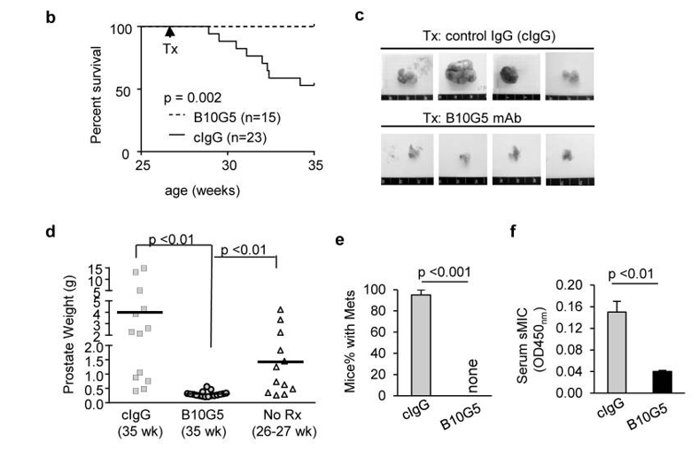 Fig.3 Anti-sMIC monoclonal antibody-B10G5 is highly effective against prostate carcinoma in the double transgenic TRAMP/MIC mice model. (Lu, et al., 2015)