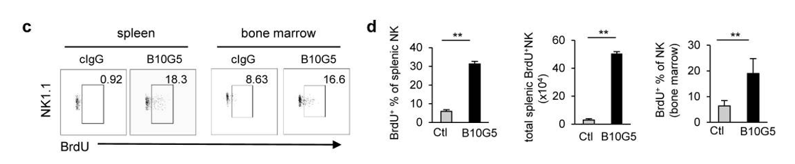 Fig.4 Anti-sMIC monoclonal antibody-B10G5 significantly enhance the rate of NK cell renewal. (Lu, et al., 2015)