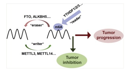  The role of m6A RNA methylation in cancer.