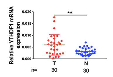 Anti-YTHDF1 Therapeutic Monoclonal Antibody Program