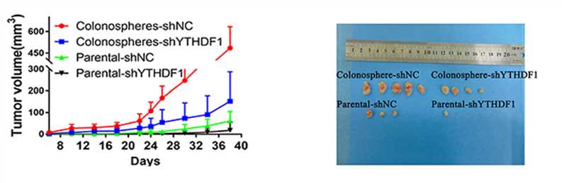 Anti-YTHDF1 Therapeutic Monoclonal Antibody Program
