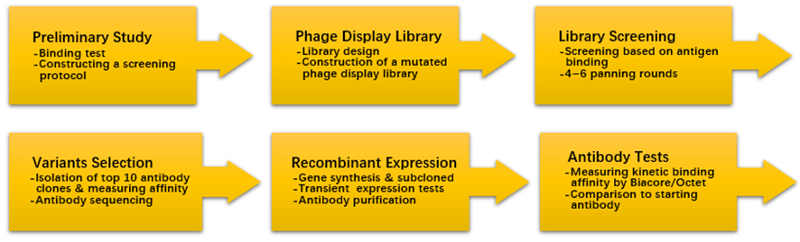 An optimized process of affinity maturation in Creative Biolabs.