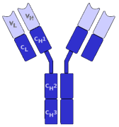 Antibody Reformatting and Production