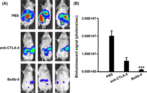 Next-IO™ c-MET x CTLA-4 Therapeutic Bispecific Antibody Program