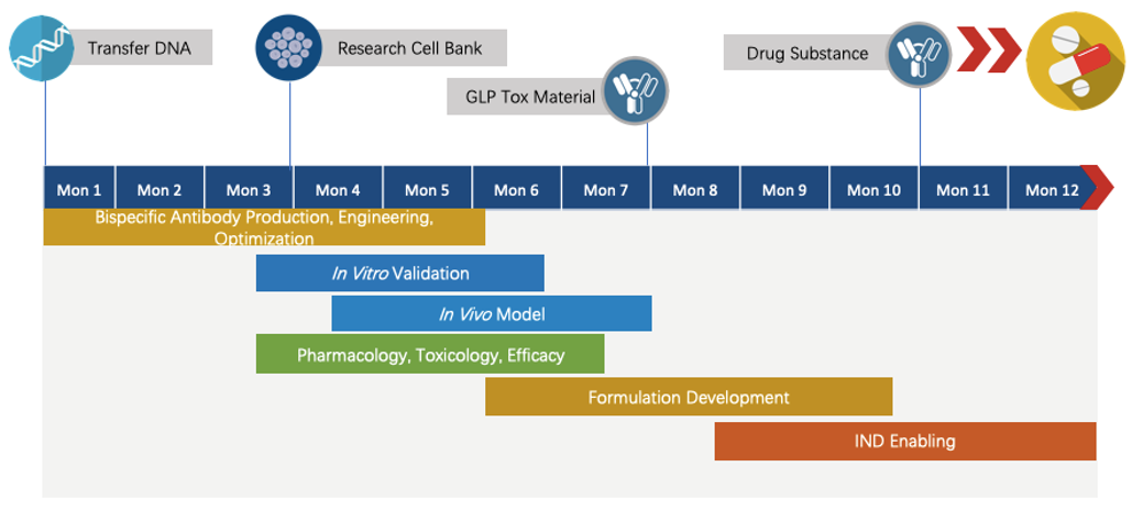 Next-IO™ c-MET x CTLA-4 Therapeutic Bispecific Antibody Program