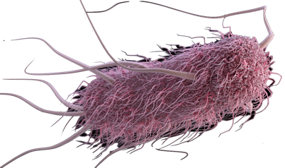 E. coli Substrate